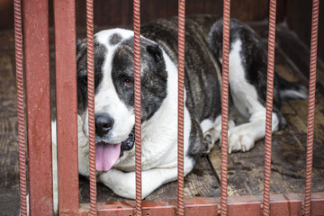 Sad, young Central Asian Shepherd Dog in a cage. Copy space