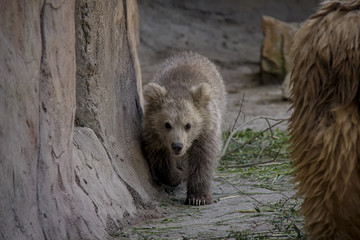 Obraz premium Himalayan brown bear cub. Ursus Arctos Isabellinus.