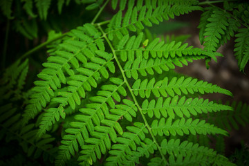 Leaves of the fern. The leaves of the green fern in the forest. Natural background.