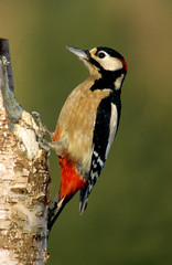 Specht; Buntspecht; Dendrocopos major; great woodpecker; great spotted woodpecker;