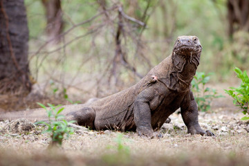 Komodo dragon drooling, Komodo, Indonesia