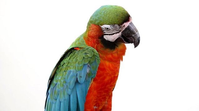Colorful parrot macaw 