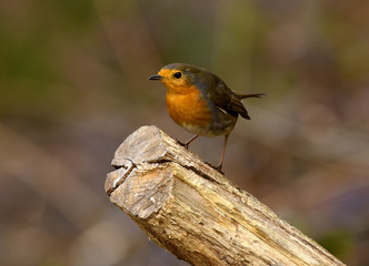 Rotkehlchen; Erithacus rubecula;  rubin, redbreast; ruddock,