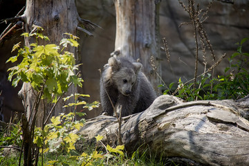 Himalayan brown bear cub. Ursus Arctos Isabellinus.
