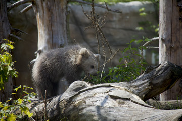 Obraz na płótnie Canvas Himalayan brown bear cub. Ursus Arctos Isabellinus.