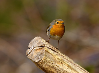 Rotkehlchen; Erithacus rubecula;  rubin, redbreast; ruddock,