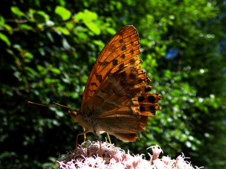 Fototapeta premium Summertime and Blue Sky