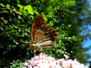 Summertime and Blue Sky