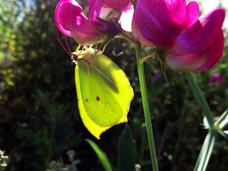 Summertime and Blue Sky