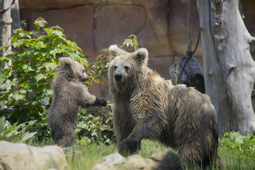 Himalayan brown bear cub playing with mother. Ursus Arctos Isabellinus.