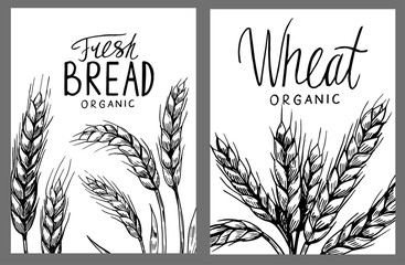 Fototapeta na wymiar Wheat ears. Vector illustration