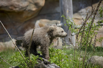 Himalayan brown bear cub. Ursus Arctos Isabellinus.