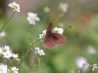 Motyl przestrojnik jurtina, po łacinie maniola jurtina, na kwiatku, w tle rozmyta łąka © Wioletta