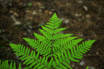 Leaves of the fern. The leaves of the green fern in the forest. Natural background.