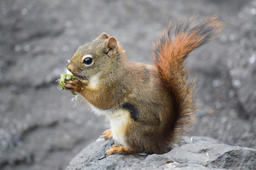 Squirrel, Alaska