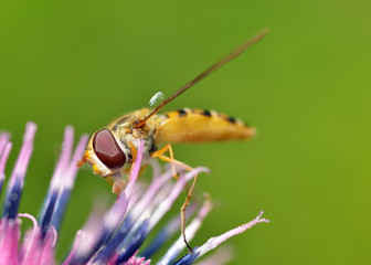 The fly sits on a green sheet.