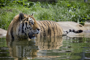 Naklejka premium Siberian Tiger in the water. Panthera Tigris Tigris.