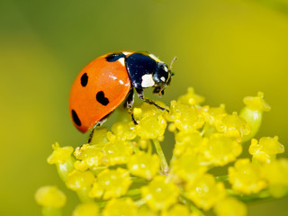 Ladybug on the plant flower.