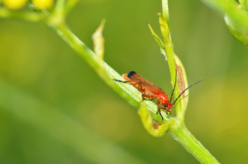 Beetle crawling on the stem.