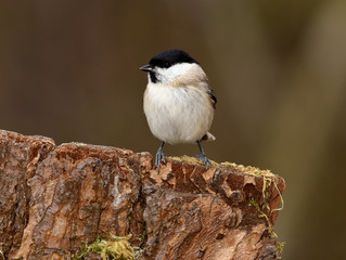 Meise; Sumpfmeise; Poecile palustris; marsh tit;