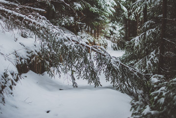 Dreamlike pathway between the trees of the Carpathian forest covered with snow. Fallen fir tree crosses the road