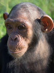 Chimpanzee consists of two extant species: the common chimpanzee and the bonobo. Together with humans, gorillas and orangutans they are part of the family Hominidae (the great apes). (Pan troglodytes)