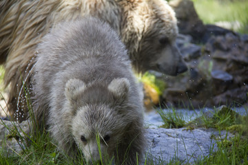 Himalayan brown bear cub with mother. Ursus Arctos Isabellinus.