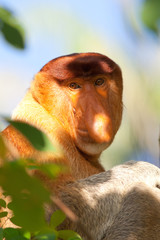 Naklejka premium Portrait of a proboscis monkey, Bako NP, Borneo
