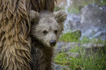 Himalayan brown bear cub. Ursus Arctos Isabellinus.