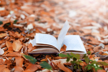 old open book in the park in autumn leaves
