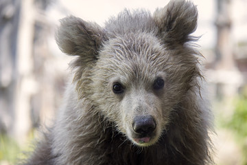 Obraz premium Himalayan brown bear cub. Ursus Arctos Isabellinus.