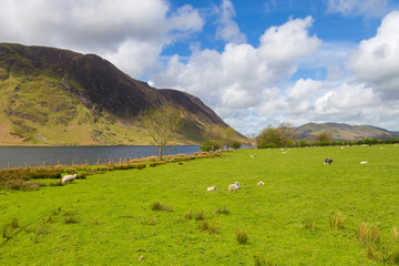 Obraz premium Crummock Water and mountain view, Lake District National, Cumbria