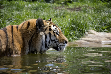 Fototapeta na wymiar Siberian Tiger in the water. Panthera Tigris Tigris.