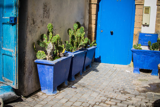 blue wooden boxes with cactuses on the narrow street of the old city of Essaouira. Africa, Morocco, the old city
