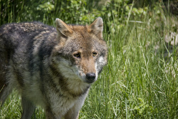 Naklejka na ściany i meble Eurasian Wolf. Canis lupus lupus.