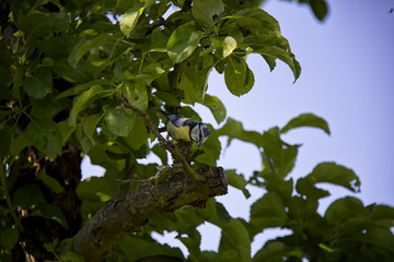 Blue Tit in the tree. Parus caeruleus.