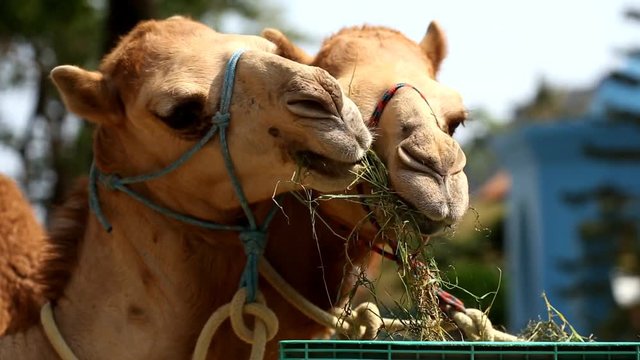 Head of camel in zoo