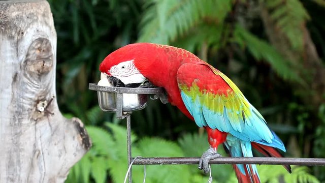 Colorful parrot macaw 