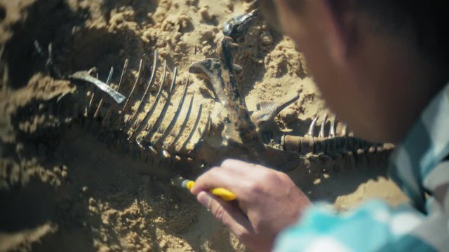The man is engaged in excavating bones in the sand, Skeleton and archaeological tools.