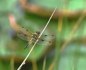 Vierflecklibelle; libellula quadrimaculata