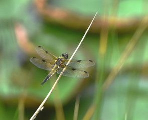 Vierflecklibelle; libellula quadrimaculata