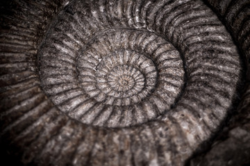 Helical Fossil, Large, close up, Helix