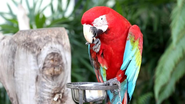 Colorful parrot macaw 