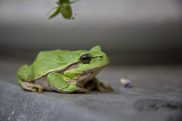 European Tree Frog. Hyla arborea, Rana arborea. Czech Republic.