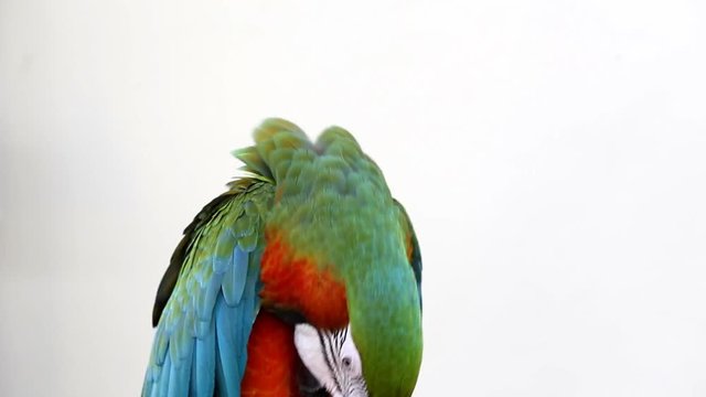 Colorful parrot macaw 