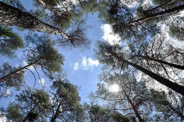 Baumwipfel; Blick zum Himmel;