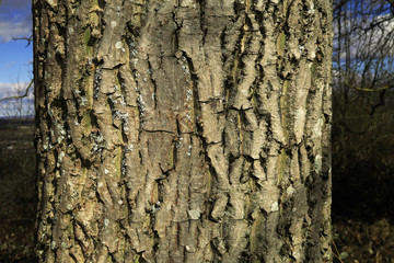 Walnussbaum; Juglans regia; Walnuss;