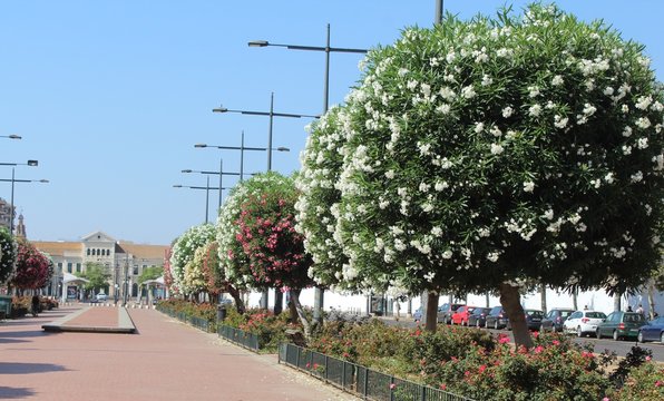 Paseo de las adelfas