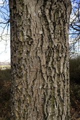 Walnussbaum; Juglans regia; Walnuss; Borke; Rinde;