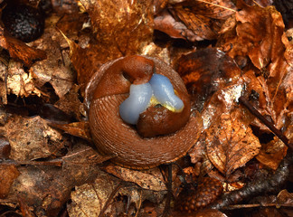 Rote Wegschnecke; arion rufus; Paarung;